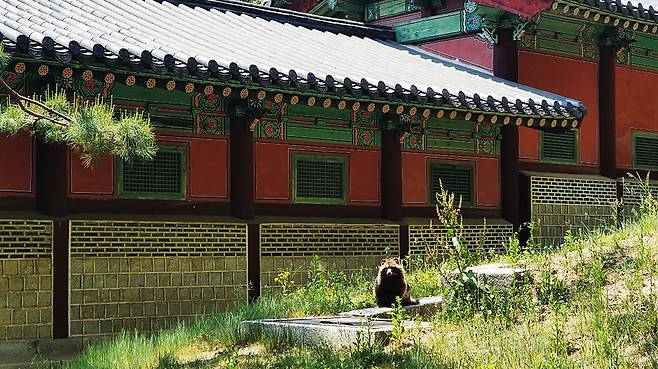 서울 종로구 새문안로 경희궁에 12일 야생 너구리가 나타났다. 너구리는 이날 경희궁 궁궐  수로에 모습을 보이다 이내 사라졌다./이진한기자