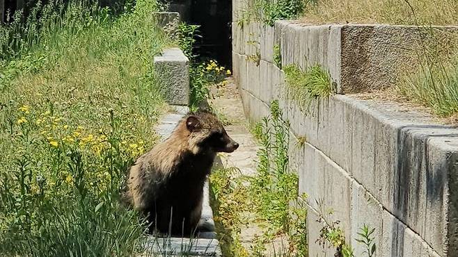 사유 (思惟)하는 철학자의 모습으로 한 곳에 자리하고 있던 고궁 너구리는 경희궁을 찾은 도시인들에게 잠시나마 도심속 야생을 선사했다./이진한기자