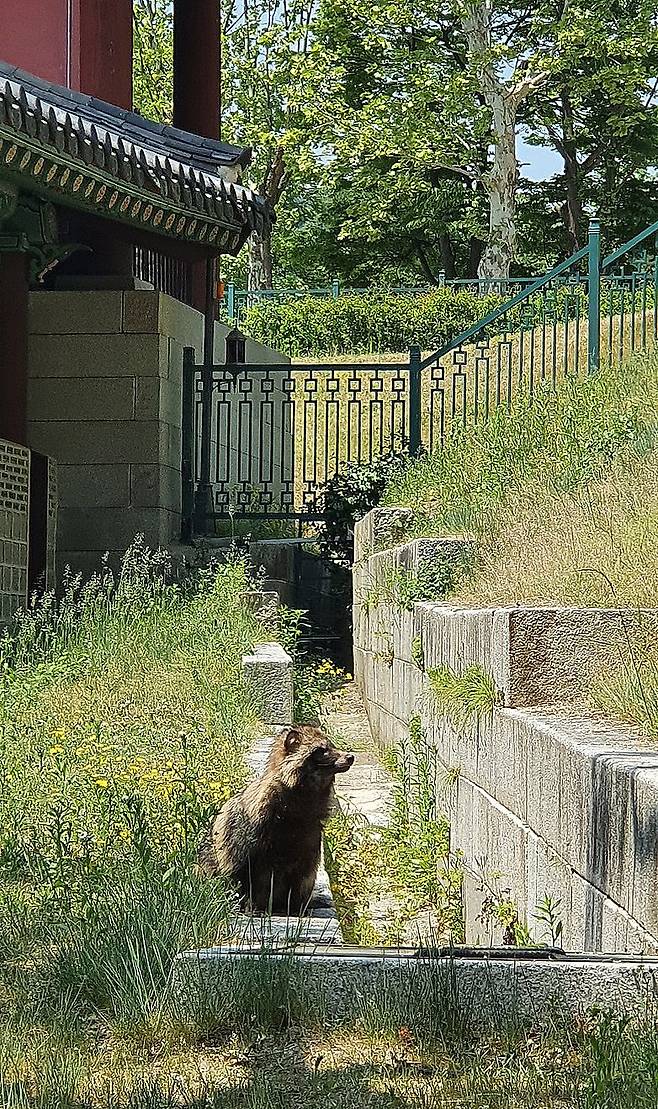 도심 고궁에 나타난 야생 너구리는 멸종위기를 맞고 있는 야생동물중의 하나로 알려졌다. 자연에서 자유를 가져야 할 야생의 동물이지만 서로의 존재이유에 대한 이해와 존중이 있다면 인간과의 도심 속 공존도 가능할 것이다./이진한기자