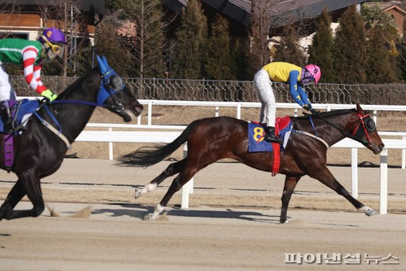 경주마 승부사. 사진제공=한국마사회