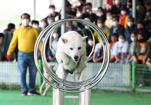 진도개테마파크에서 열리는 공연에서 진돗개 한 마리가 장애물을 넘고 있다. ⓒ박준규