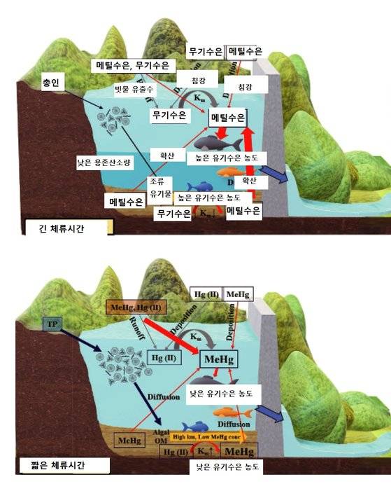 인공호수 수은의 동태. 체류시간이 긴 인공호수(윗그림)에서는 퇴적토에 쌓인 수은이 유기수은으로 바뀌면서 퇴적토에서 유기수은 농도가 높고, 이것이 수층으로 확산돼 물고기에서도 유기수은 농도가 높다. 체류시간이 짧은 인공호수(아래그림)에서는 수은이 퇴적토에 쌓이기 보다는 댐 하류로 바로 흘러내려간다. 이에 따라 퇴적토에서 유기수은이 적고, 물고기 체내 유기수은의 농도도 낮다. [자료: Chemosphere, 2022]