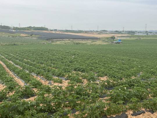 감자밭 전경. 사진=충남도 제공