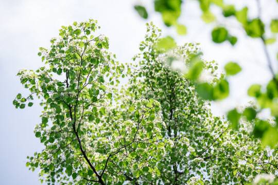 팥배나무는 5월에는 하얀 꽃으로 눈꽃동산을 이루고 가을이면 빨갛게 익은 열매가 보석처럼 주렁주렁 매달린다.사진=고운식물원 제공