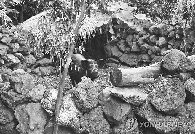 제주의 돗통시 [문화체육관광부 국립민속박물관 제공, 재판매 및 DB 금지]