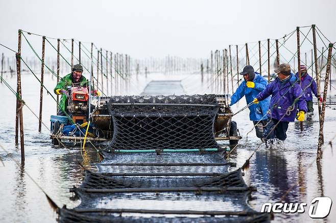 고창 지주식 김 생산 현장 (뉴스1/DB)© 뉴스1