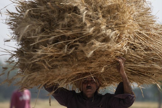 인도에서 밀을 수확하고 있다. AP=연합뉴스