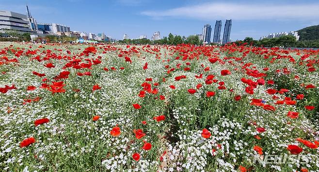 [울산=뉴시스] 배병수 기자 = 2022 ‘태화강 국가정원 봄꽃축제’가 14일 울산 중구 태화강국가정원 일원에서 열리고 있다. 2022.05.14. bbs@newsis.com