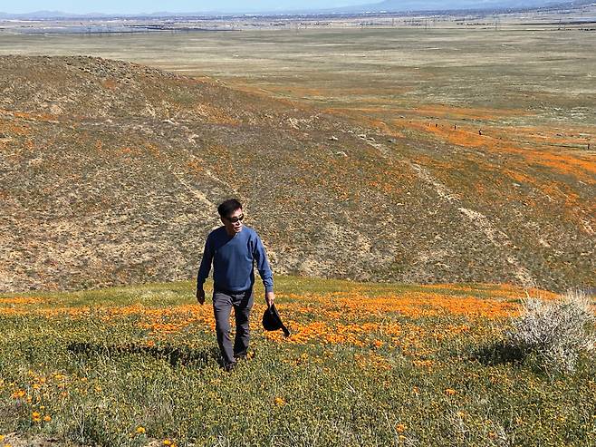 황량한 모하비사막의 봄은 짧은 한 철 파피꽃으로 붉게 물든다.