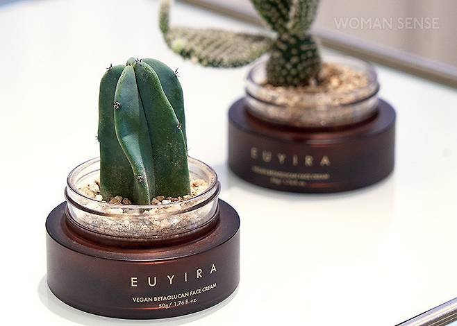 공병을 미니 화분으로 업사이클링했다.