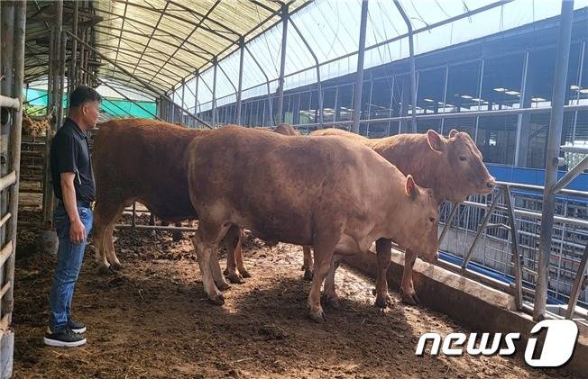 제주 농가에서 출하한 슈퍼한우 3마리(서귀포축협 제공)© 뉴스1