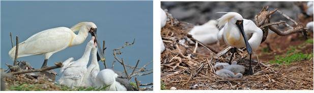 번식기의 저어새. 국립생태원 제공