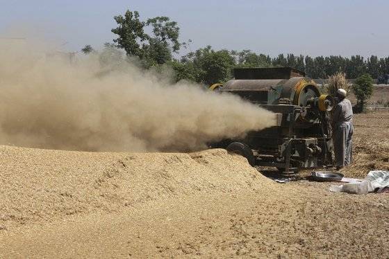 파키스탄 농민들이 지난 8일 페샤와르에서 밀을 수확하고 있다. AP= 연합뉴스