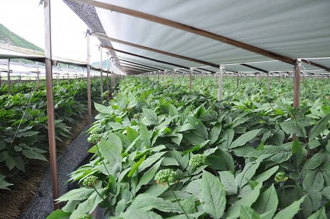 봄철 건조기 인삼밭 물 관리에 각별히 유의해야 한다.(경북도 제공) 2022.05.17.