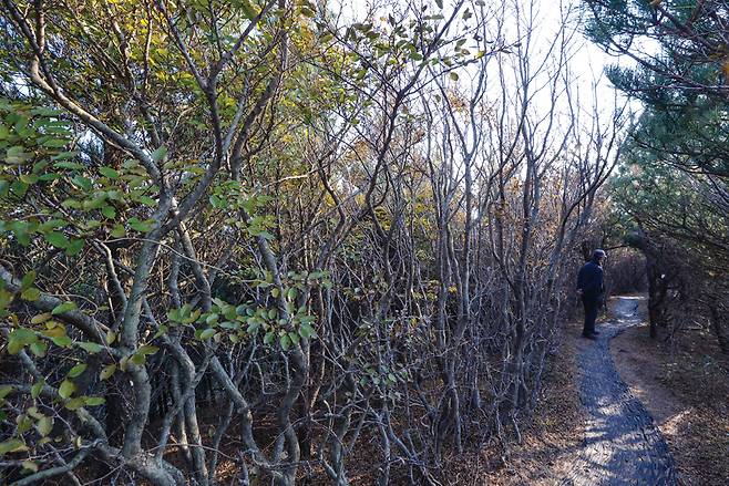 다랑쉬오름 남쪽 능선에서 무리지어 사는 소사나무.