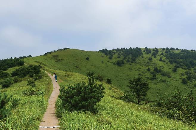 서쪽 굼부리능선. 여느 오름처럼 소나무가 점점 자리를 잡아간다.
