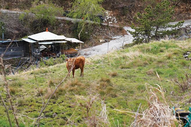 사진 찍게 이리 한 번 봐 주실 수 있‘소’?