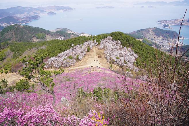 향기를 머금은 색색들의  향연인 진달래 군락지.