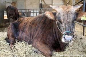 강원 고성군이 고성칡소 명품화에 적극 나선다. 고성군 제공