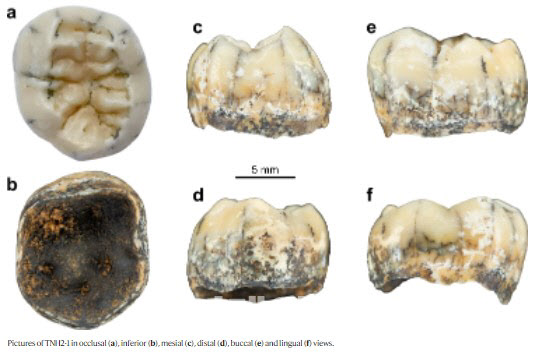 라오스 고대 동굴에서 발견된 데니소바인의 어금니 화석. (사진=네이처지 홈페이지 캡처)