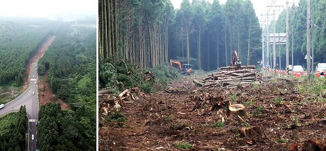 제주시 비자림로 삼나무숲 가로수 나무들이 도로 확장 공사로 인해 잘려져 쌓여 있다../뉴스1