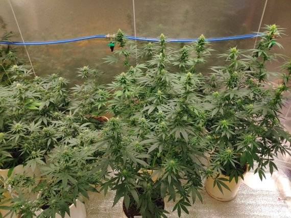 의료용 대마 자료사진. /사진=농진청