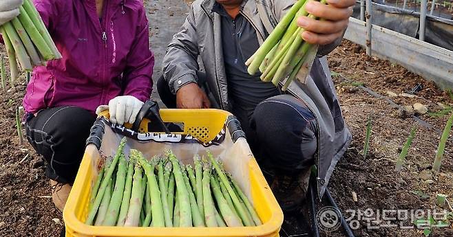 ▲ 아스파라거스 [강원도민일보 자료사진]