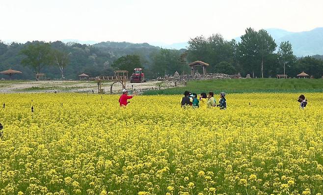강원 철원군 동송읍 장흥리 옛 포 사격장 일원에 개장한 고석정 꽃밭을 찾은 상춘객들이 18일 노란 유채꽃밭을 거닐며 계절을 만끽하고 있다. 철원군 제공