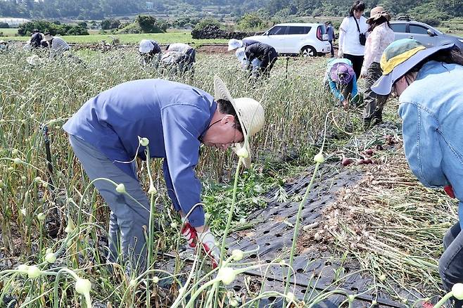 [제주=뉴시스] 안동우 제주시장 등이 18일 제주시 한경면 소재 마늘밭에서 일손 돕기를 하고 있다. (사진=제주시 제공) 2022.05.18. photo@newsis.com *재판매 및 DB 금지