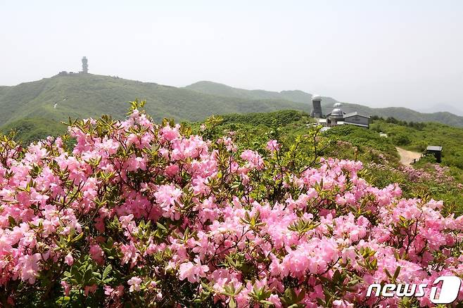 단양 소백산 연화봉에 피기 시작한 철쭉.© 뉴스1