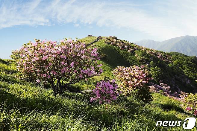 단양 비로봉에 피기 시작한 철쭉.© 뉴스1