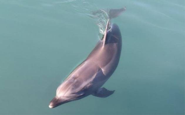큰돌고래들이 바닷물과 오줌을 구분할 수 있고, 친한 개체의 오줌 시료가 섞인 수역에서 세 배나 더 오래 머무는 것으로 확인됐다. /사진=연합뉴스