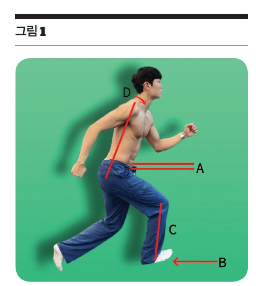 골반의 수직 진동 감소(A) 제동력 감소lower braking force(B) 초기 지면 접촉 동안 수직에 가까운 다리(C) 위 3가지가 효율성과 관련 있습니다. 제동력 감소lower braking force(B) 초기 지면 접촉 동안 수직에 가까운 다리(C) 척추 운동범위 감소(D) 위 3가지는 러닝 속도와 관련 있습니다.