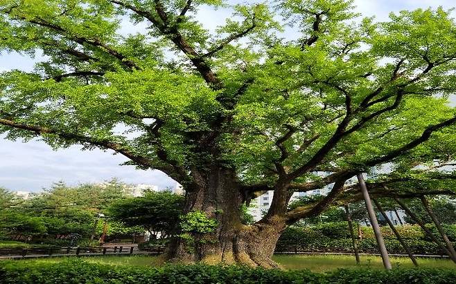 서울시 지정 보호수인 도봉구 방학동 은행나무(수령 884세) [서울시 제공. 재판매 및 DB 금지]