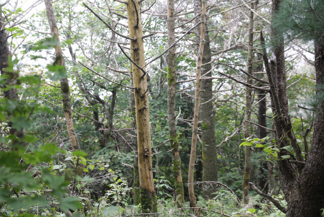 2020년 9월15일 촬영한 지리산 구상나무들이 말라죽은 모습. 박종식 기자 anaki@hani.co.kr