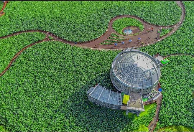 회산 백련지 전경 [무안군 제공·재판매 및 DB 금지]