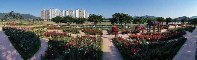 밀양강 둔치 '장미원' 전경 [밀양시 제공. 재판매 및 DB 금지]