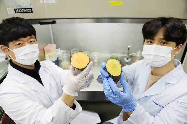 곽상수 박사 연구팀이 개발한 황금고구마를 들어 보이고 있다.[한국생명공학연구원 제공]