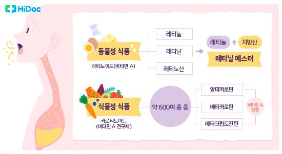 비타민 A가 동물성 식품과 식물성 식품에 따라 급원 식품에 존재하는 형태ㅣ출처: 하이닥