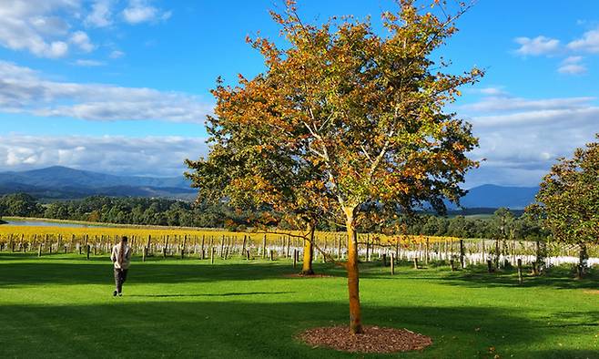 도멘 샹동 포도밭 전경