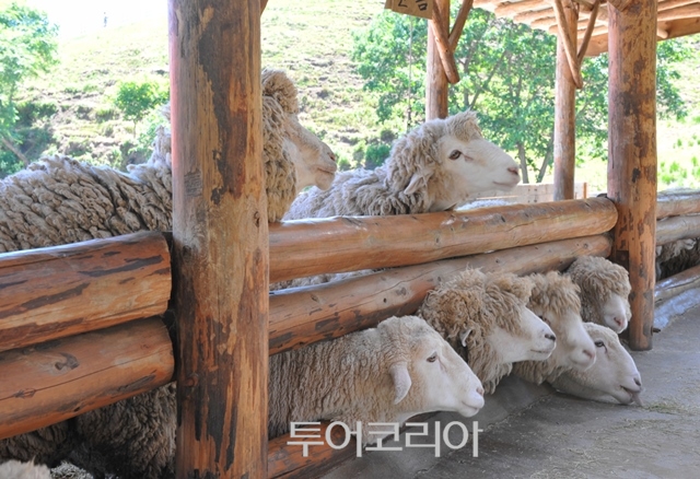 평창 대관령 양떼목장/한국관광공사 제공