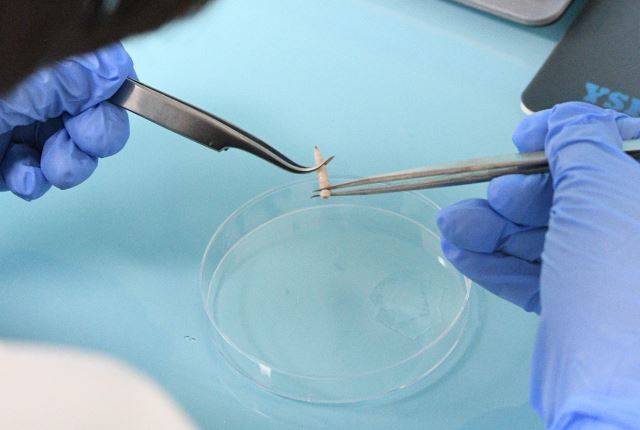 19일 충남 아산 경찰수사연구원 법곤충감정실에서 연구진이 구더기 샘플을 관찰하고 있다. 아산=최현규 기자