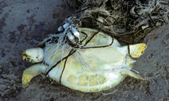 해양쓰레기에 몸이 엉켜 뒤집혀 있는 바다거북. 그린피스 제공