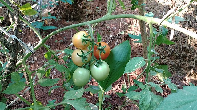 열매를 맺으며 자라고 있는 토마토. 위키미디어 제공.