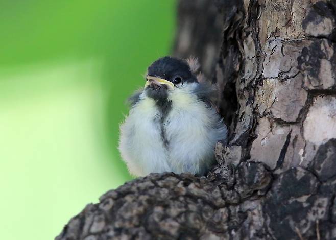 위험 감지하고 웅크린 새끼 박새 [촬영 유형재]