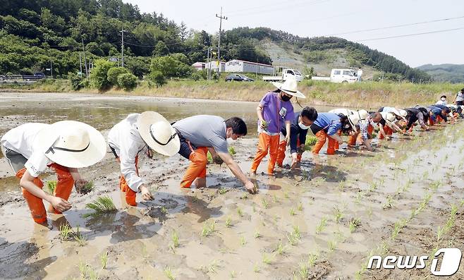 괴산군농민회가 '우리 쌀 경작 손모내기' 체험행사를 했다.(괴산군 제공)© 뉴스1