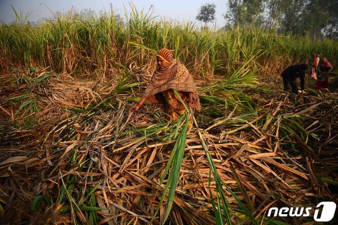 인도 사탕수수밭 © AFP=뉴스1
