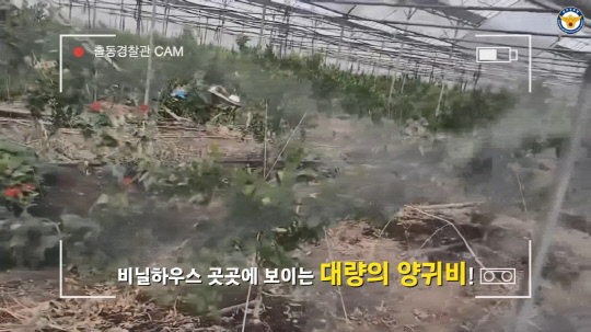 대량으로 재배되고 있는 마약용 양귀비 사진=대전경찰청,연합뉴스