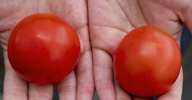 어느 쪽이 유전자편집 토마토일까? 왼쪽이 비타민D를 함유한 유전자편집 토마토, 오른쪽이 일반 토마토이다. 존인스센터 제공