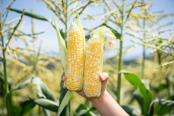 5월이 제철인 초당옥수수를 고를 땐 껍질과 모양, 알갱이를 잘 살펴봐야 한다. 사진 대한민국농수산